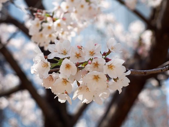 cherry-1288752_640