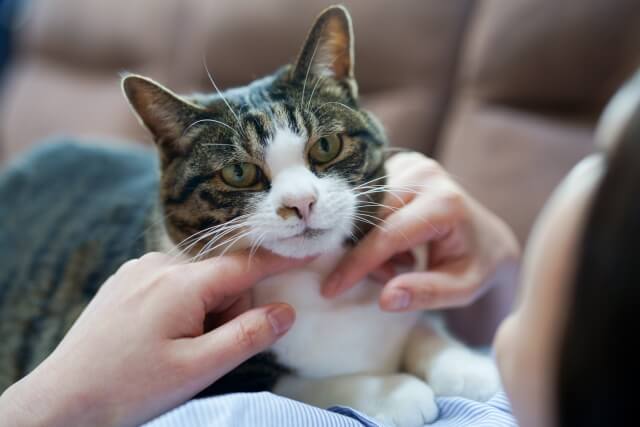 癒ししかない とにかくねこがかわいい写真展 ねこがかわいいだけ展 ぶらりっこ ココロときめく東横お出かけ情報